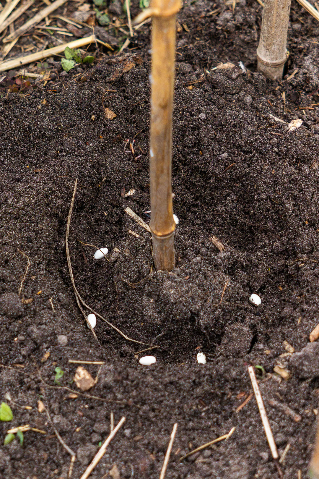 Bonenzaden liggen rond bamboestokken in de moestuin