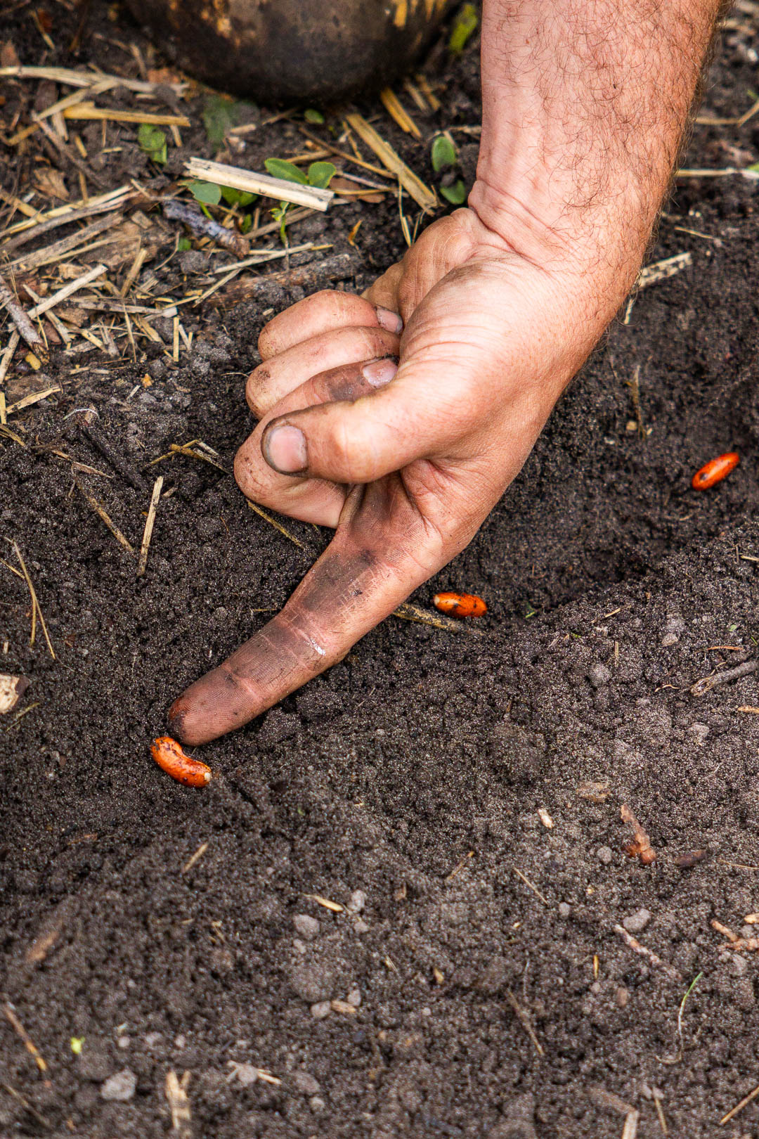 Bonenzaden worden met een vinger in de grond gelegd