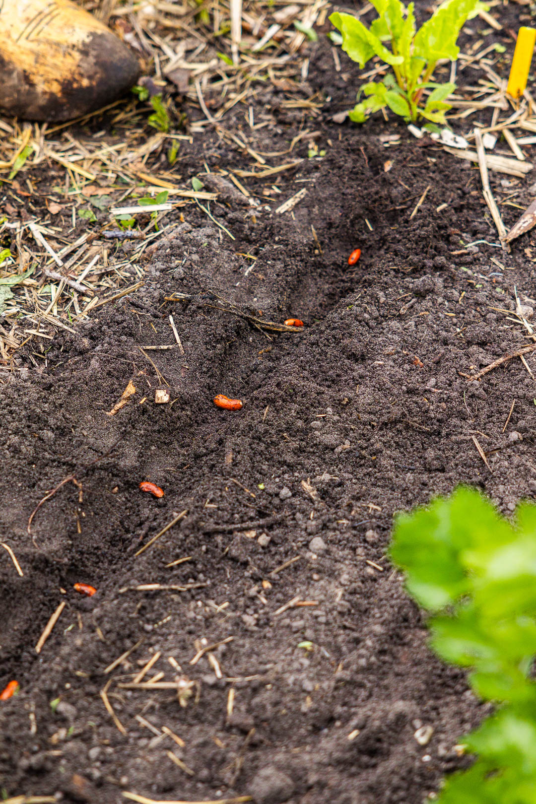 Bonenzaden liggen in een geultje in de moestuingrond